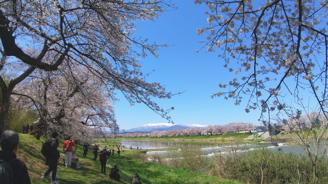 一目千本桜