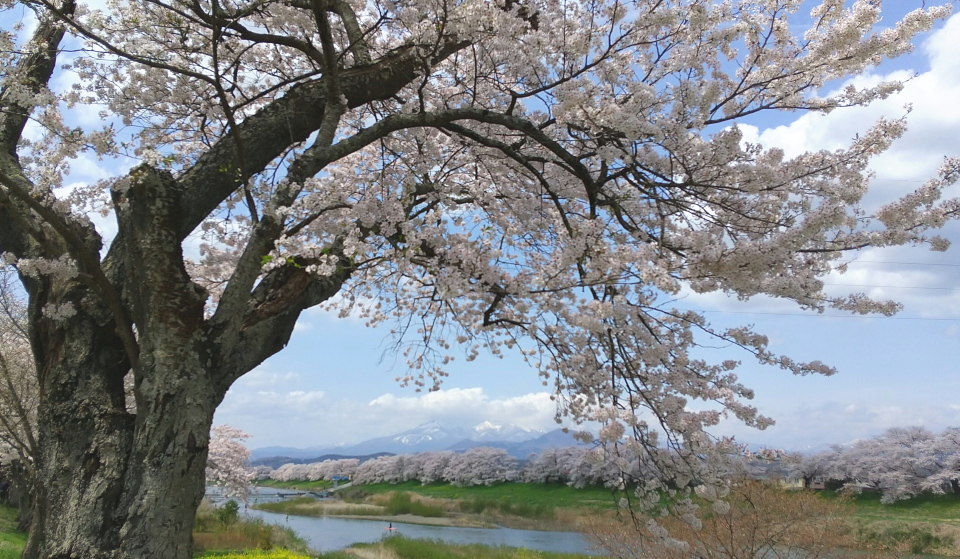 大河原のサクラ